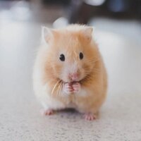 Gerador de nome de hamster